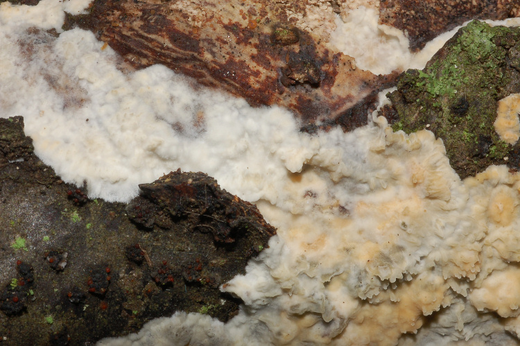 Aphyll.dalle colline di Mondeggi (Radulomyces molaris)